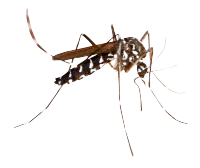 Mosquitos