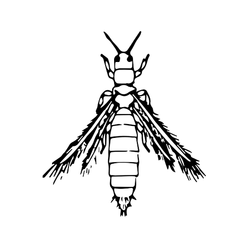 Thrips