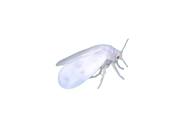 Whiteflies