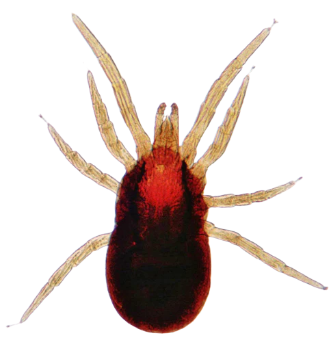 Mites