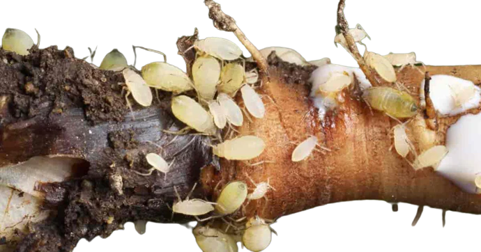 Root Aphids