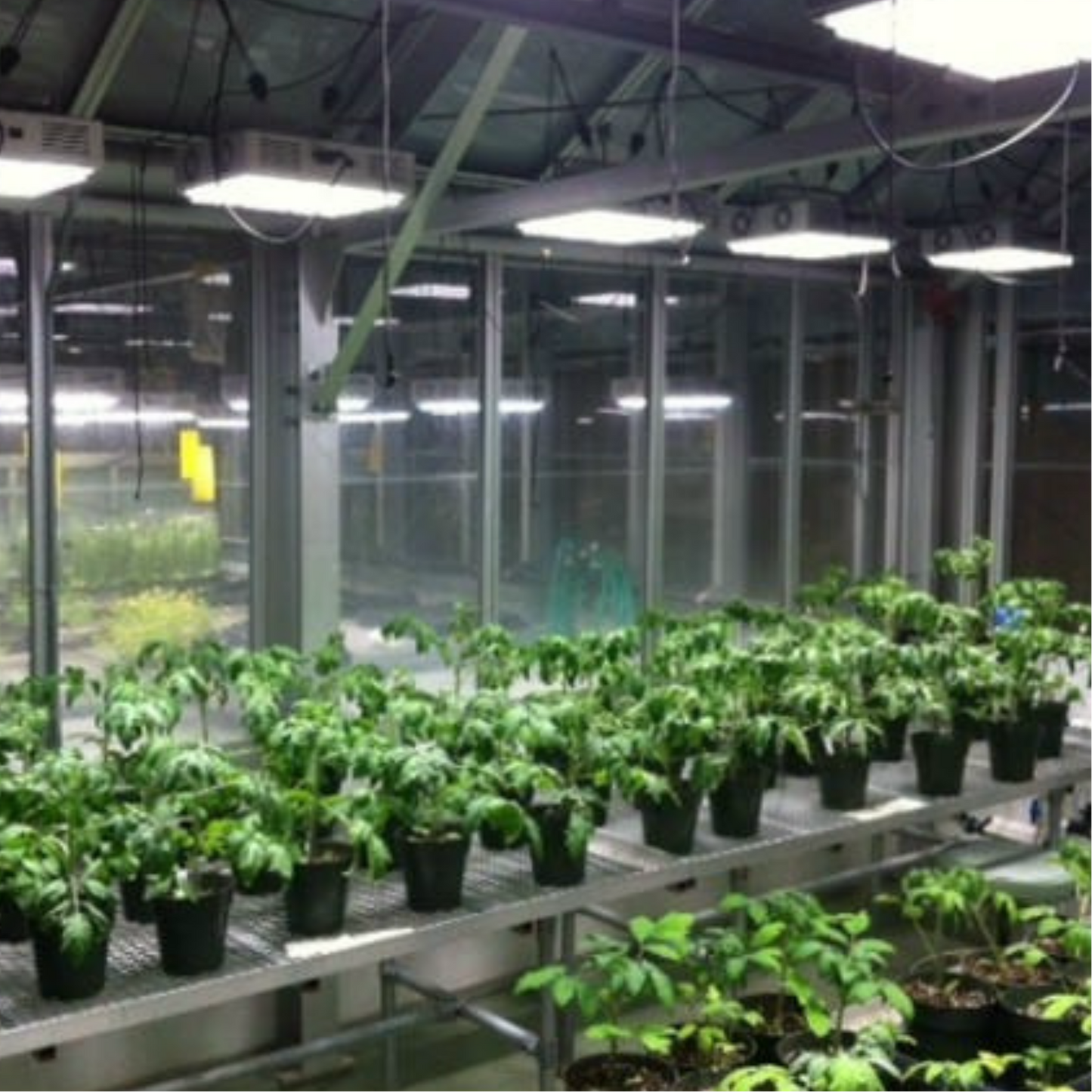 Apache Tech LED White and Red 3_2 AT200 arrange