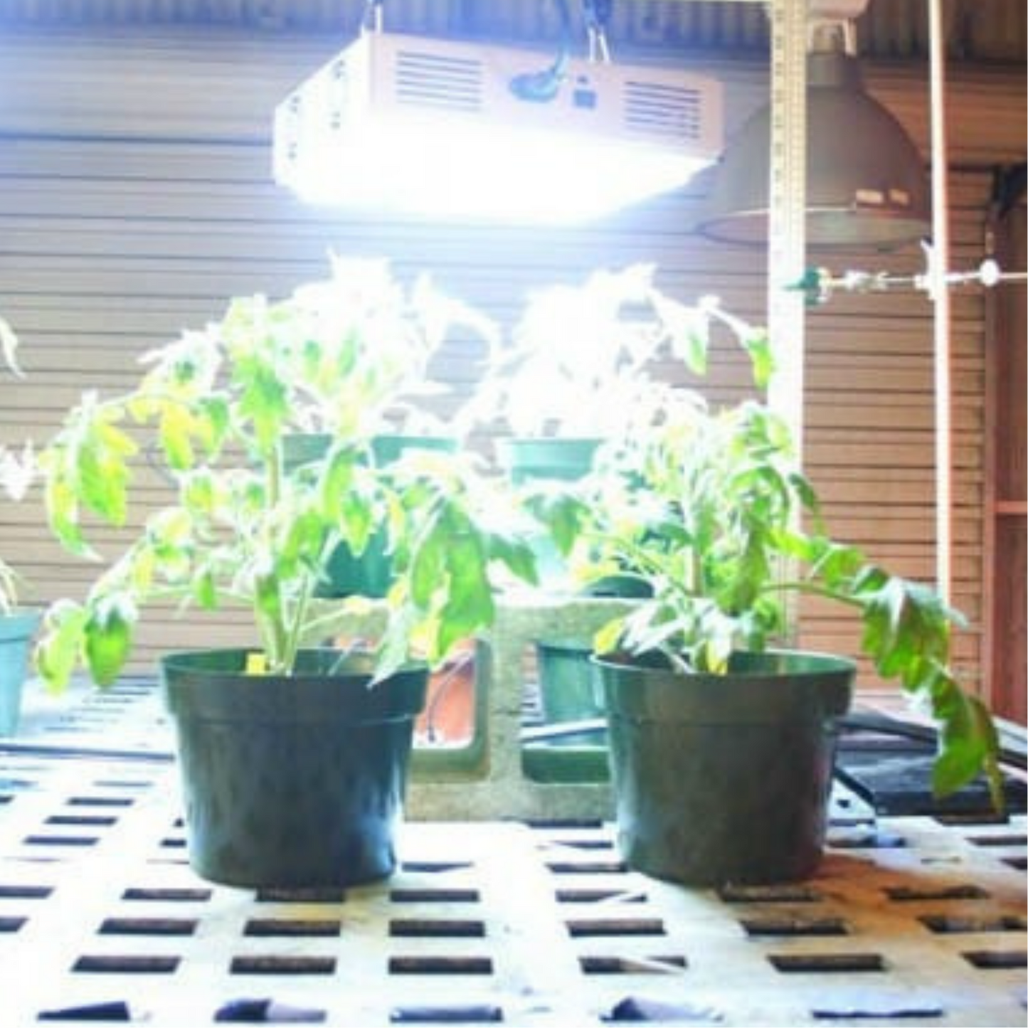 Apache Tech LED White and Red 3_2 AT200 in action