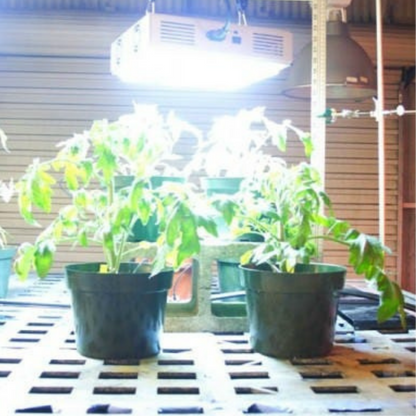 Apache Tech LED White and Red 3_2 AT200 in action