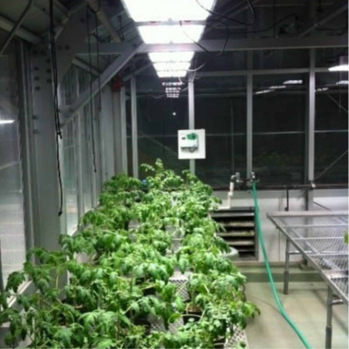 Apache Tech LED White and Red 3_2 AT200 in hydroponics