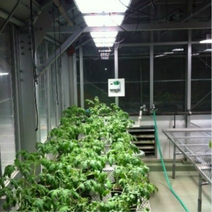 Apache Tech LED White and Red 3_2 AT200 in hydroponics