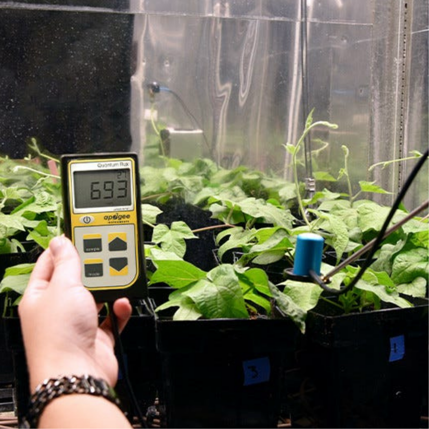 Apogee PAR PPFD Quantum Meter and Sensor MQ-500 in Grow Tent