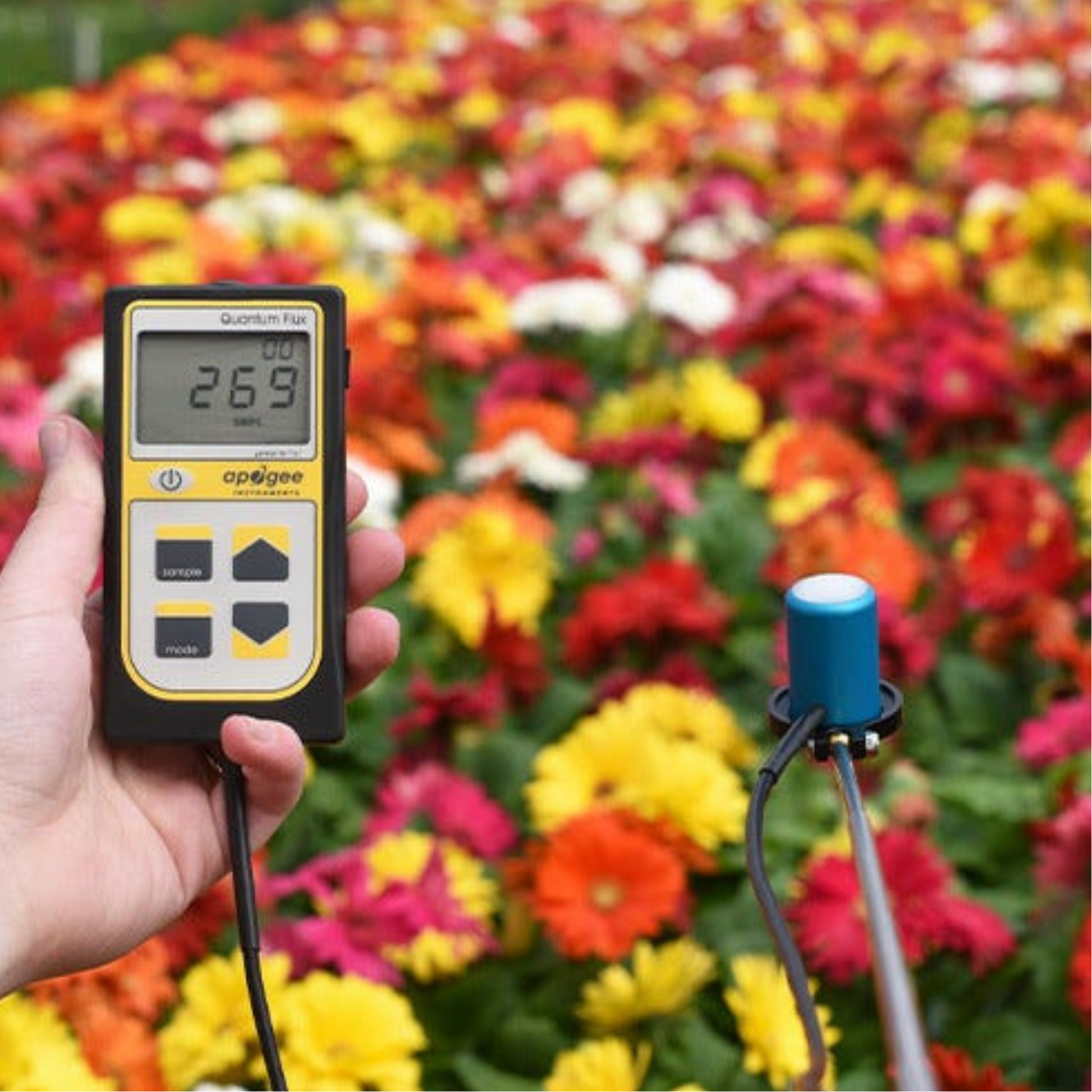 Apogee PAR PPFD Quantum Meter and Sensor MQ-500 over canopy