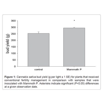 Bar graph comparing bud yield of Cannabis sativa between 'control' and 'Mammoth P' treatments