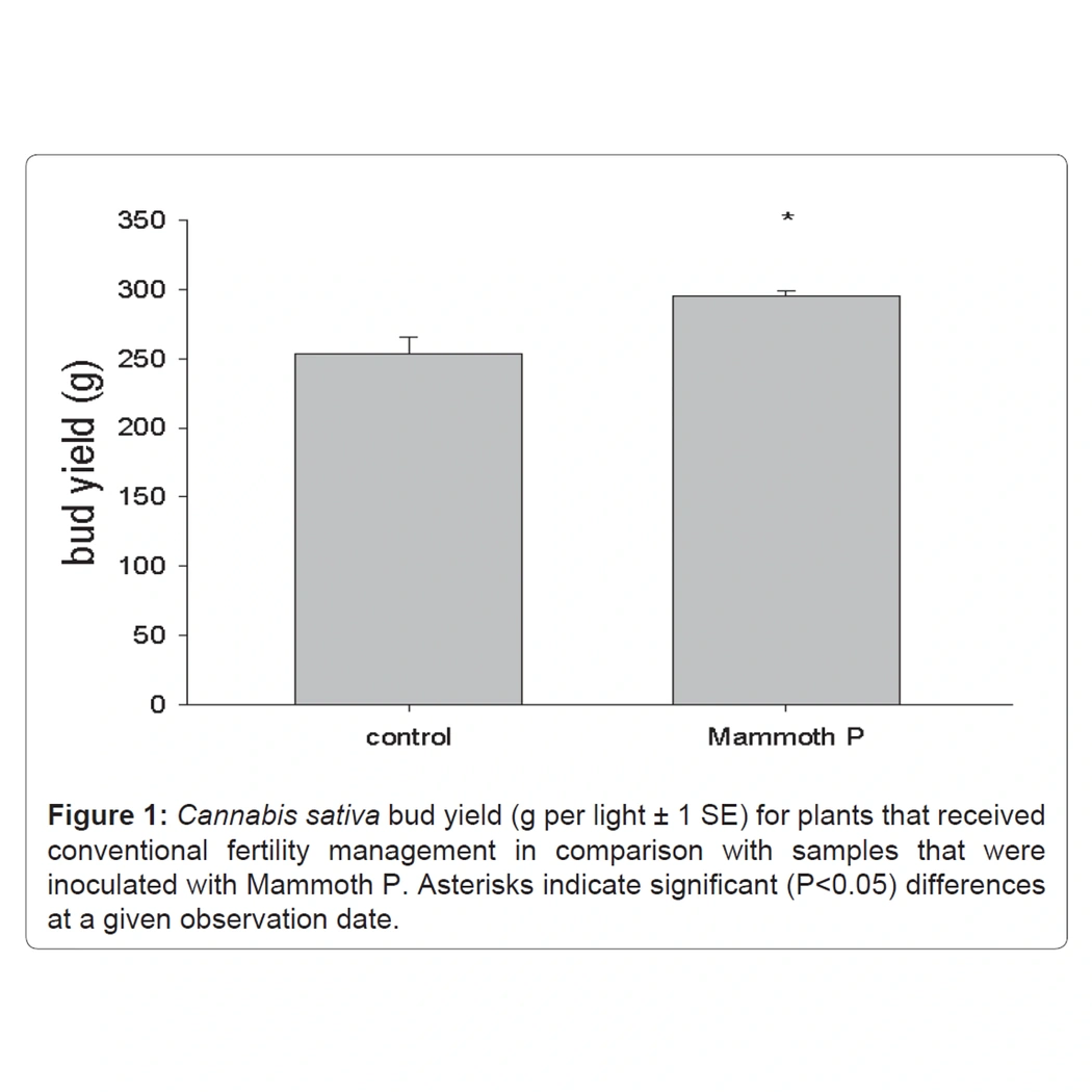 Bar graph comparing bud yield of Cannabis sativa between 'control' and 'Mammoth P' treatments