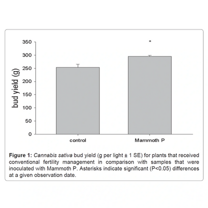 Bar graph comparing bud yield of Cannabis sativa between 'control' and 'Mammoth P' treatments