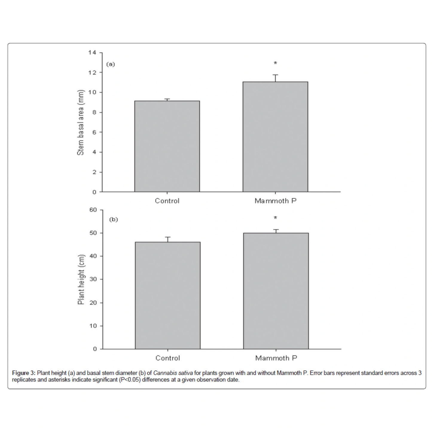 Bar graph comparing stem basal area and plant height of Cannabis plants with and without Mammoth P treatment