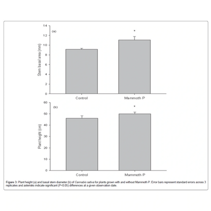 Bar graph comparing stem basal area and plant height of Cannabis plants with and without Mammoth P treatment
