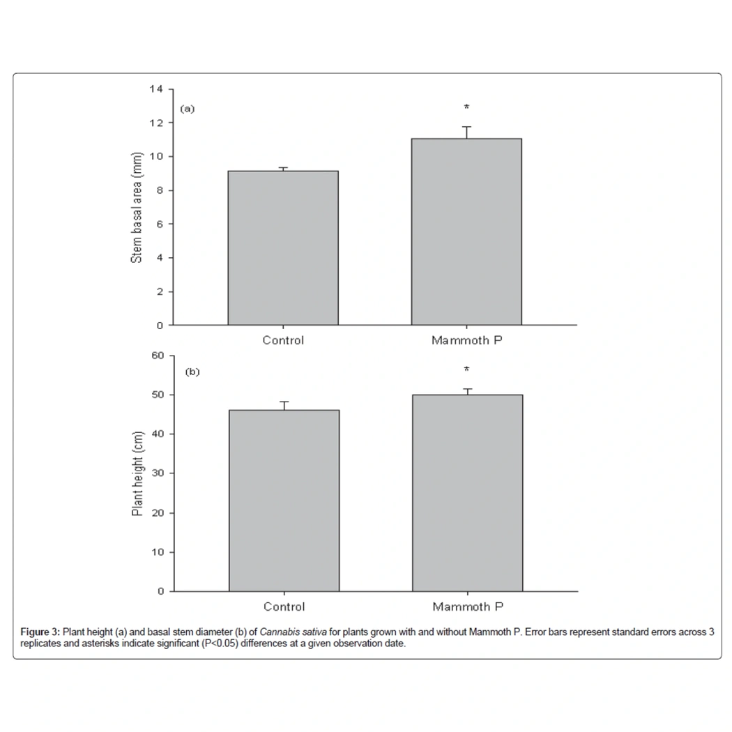 Bar graph comparing stem basal area and plant height of Cannabis plants with and without Mammoth P treatment