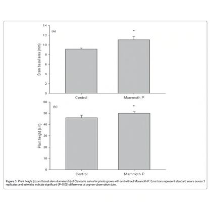 Bar graph comparing stem basal area and plant height of Cannabis plants with and without Mammoth P treatment