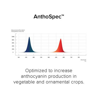 Fluence RAY44 w_RAYMOUNT Antho Spectrum