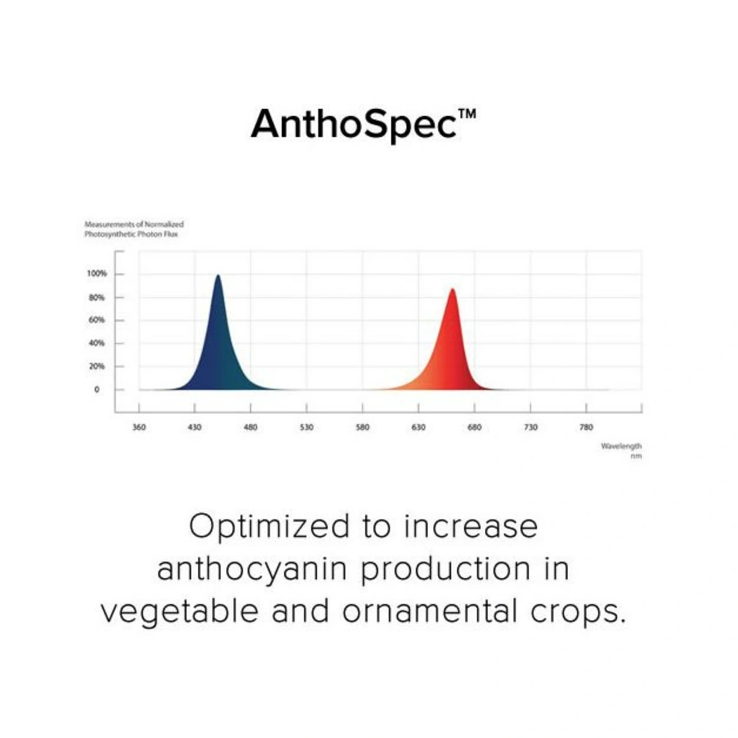 Fluence RAY44 w_RAYMOUNT Antho Spectrum