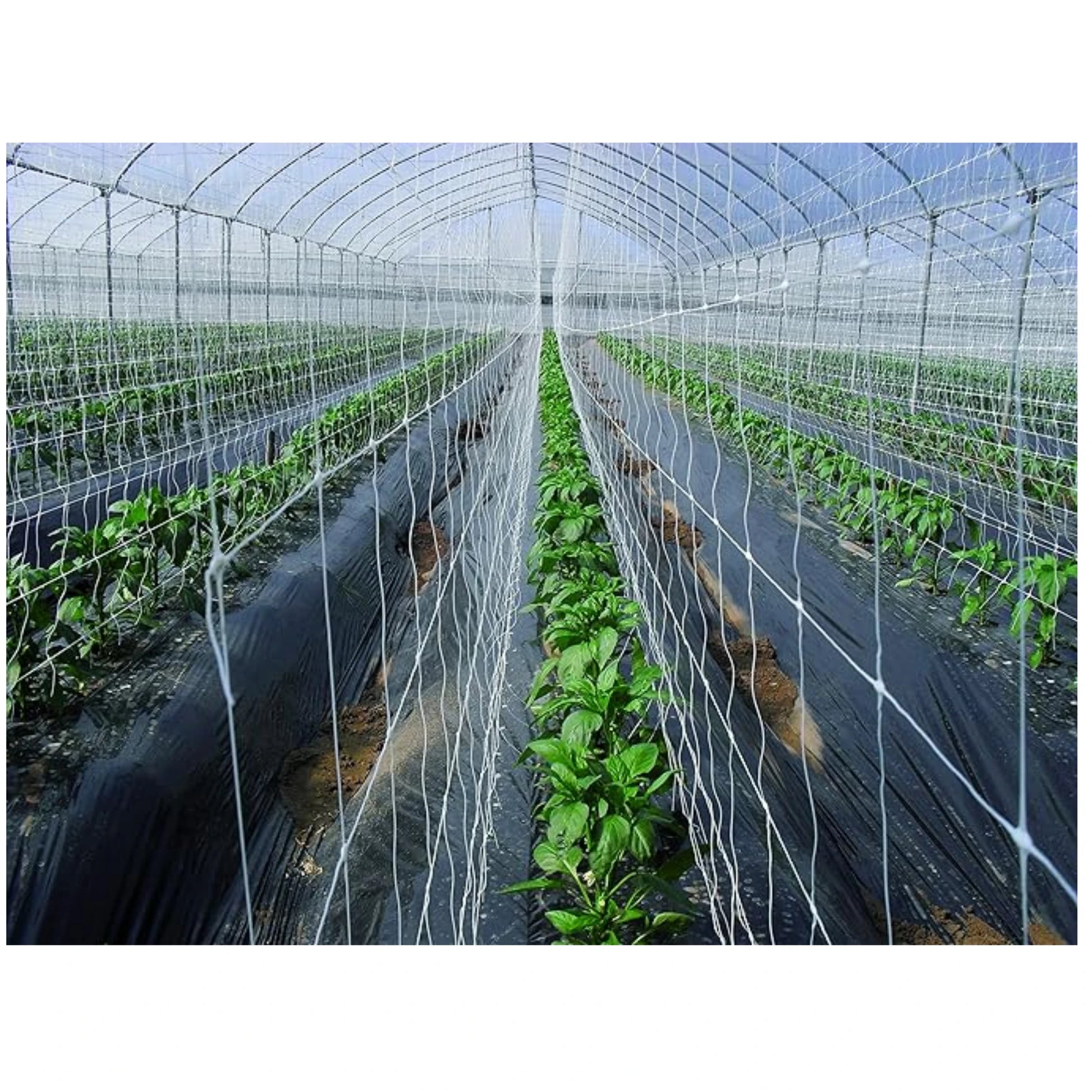 tenax hortonova plant trellis net Tenax HORTONOVA Trellis Netting