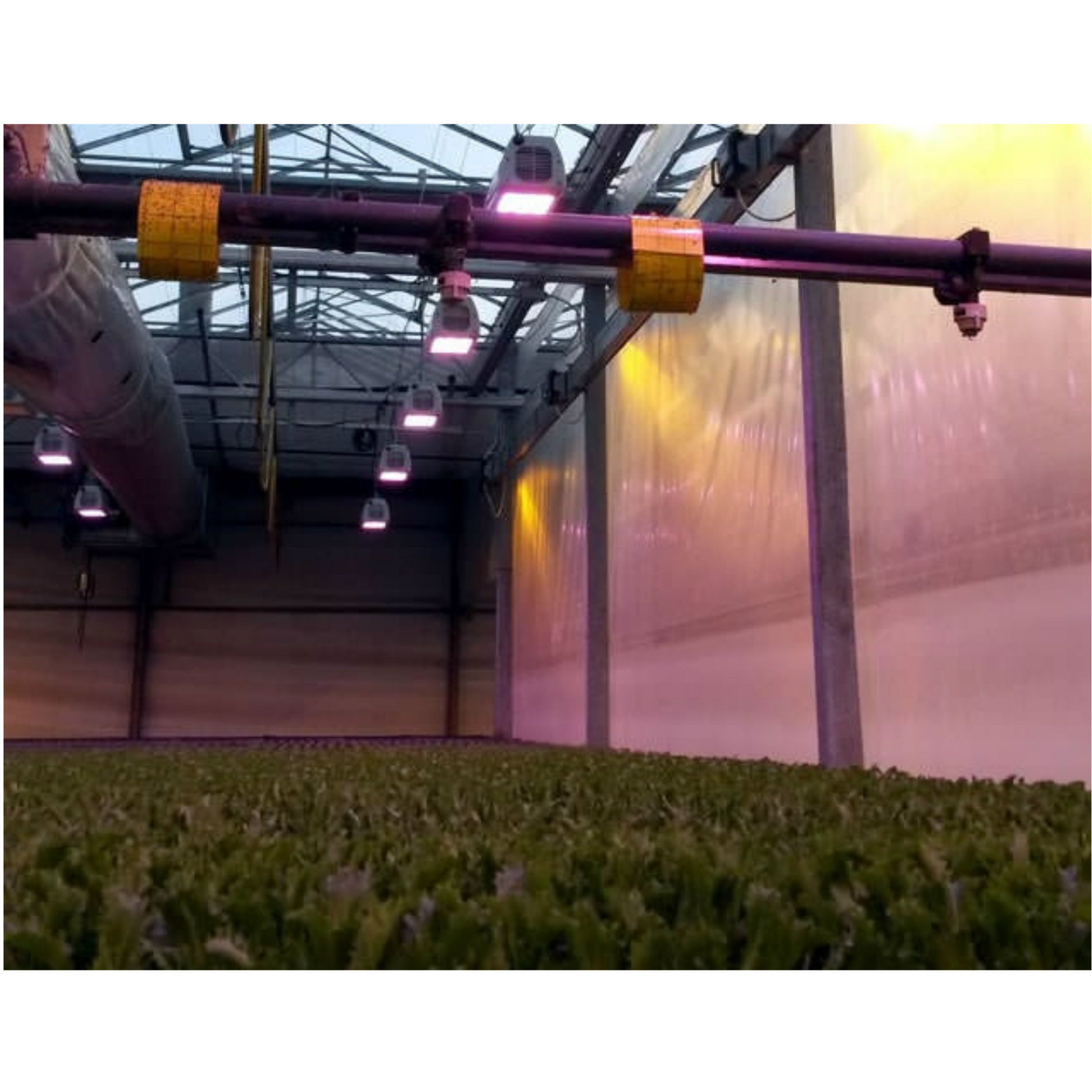 Heliospectra LX601C LEDS in action