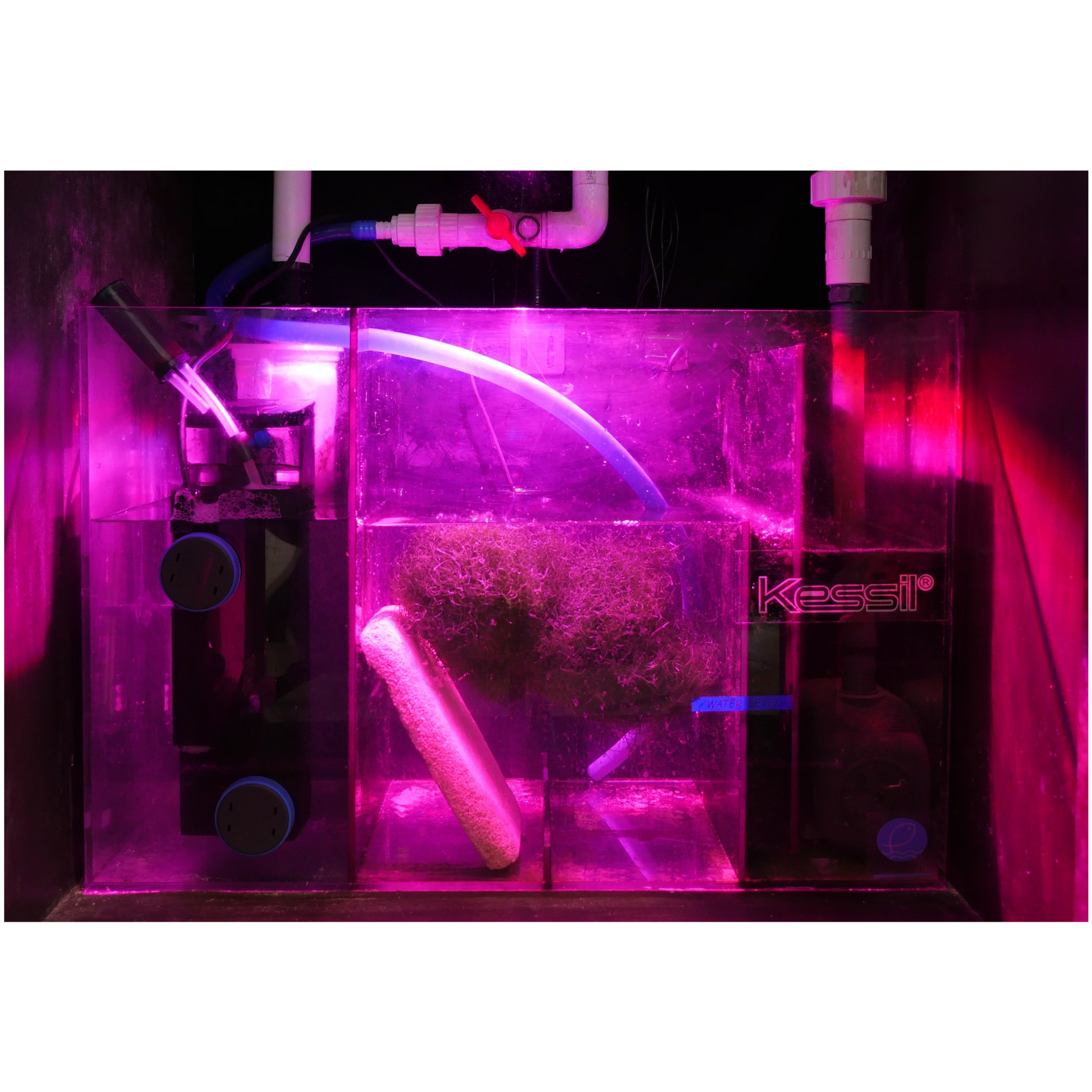 Kessil H160 Tuna bloom light