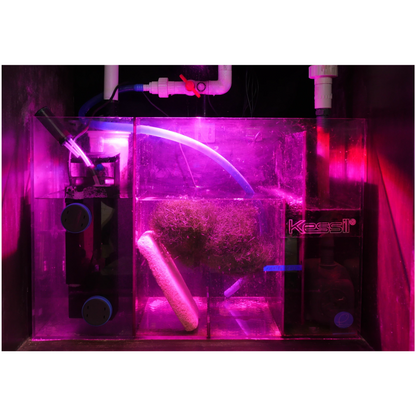 Kessil H160 Tuna bloom light
