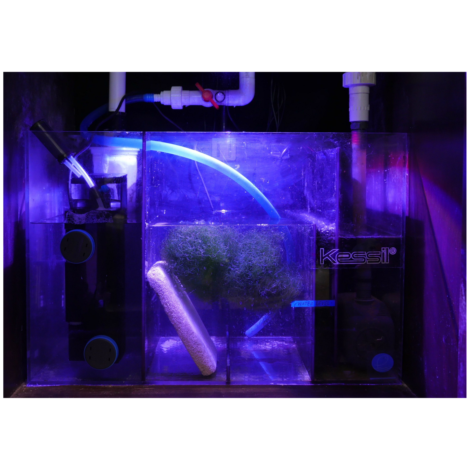 Kessil H160 Tuna blue