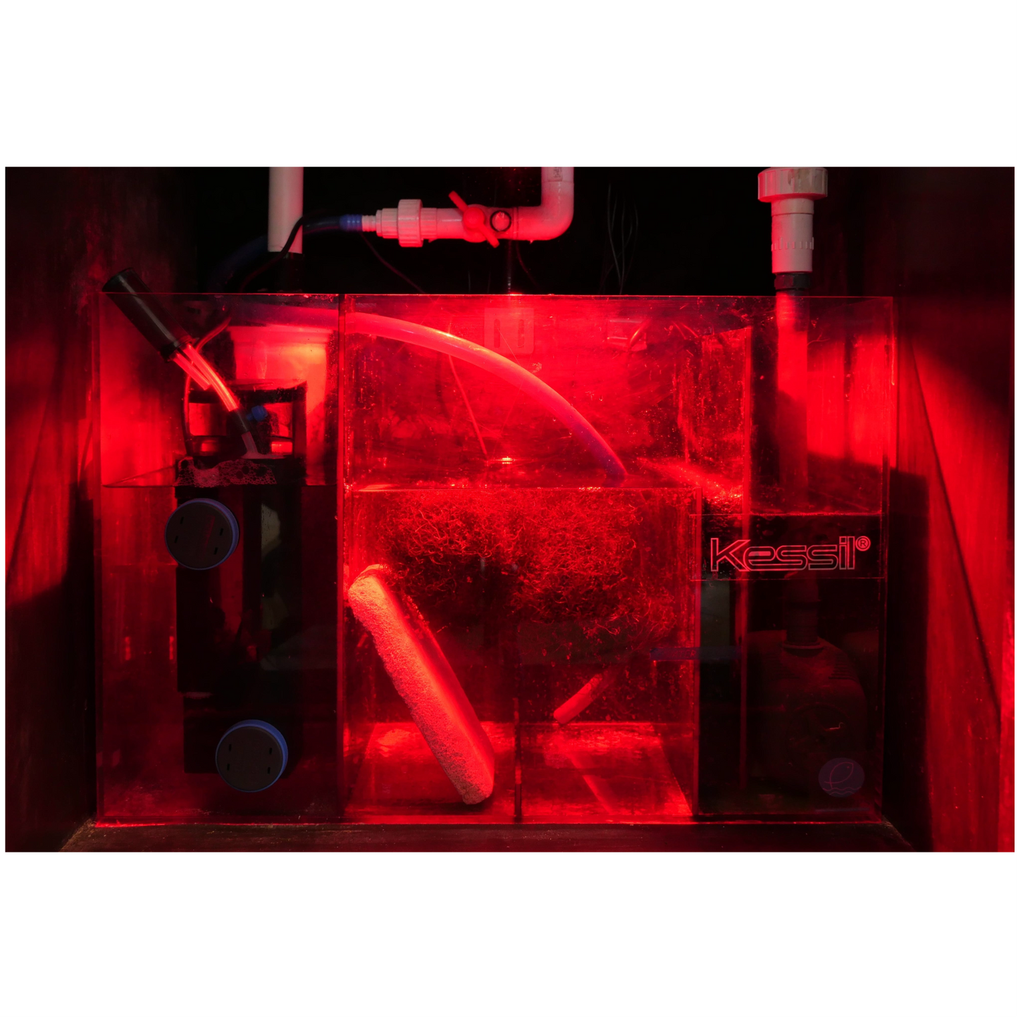 Kessil H160 Tuna red