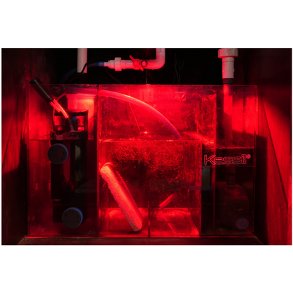 Kessil H160 Tuna red