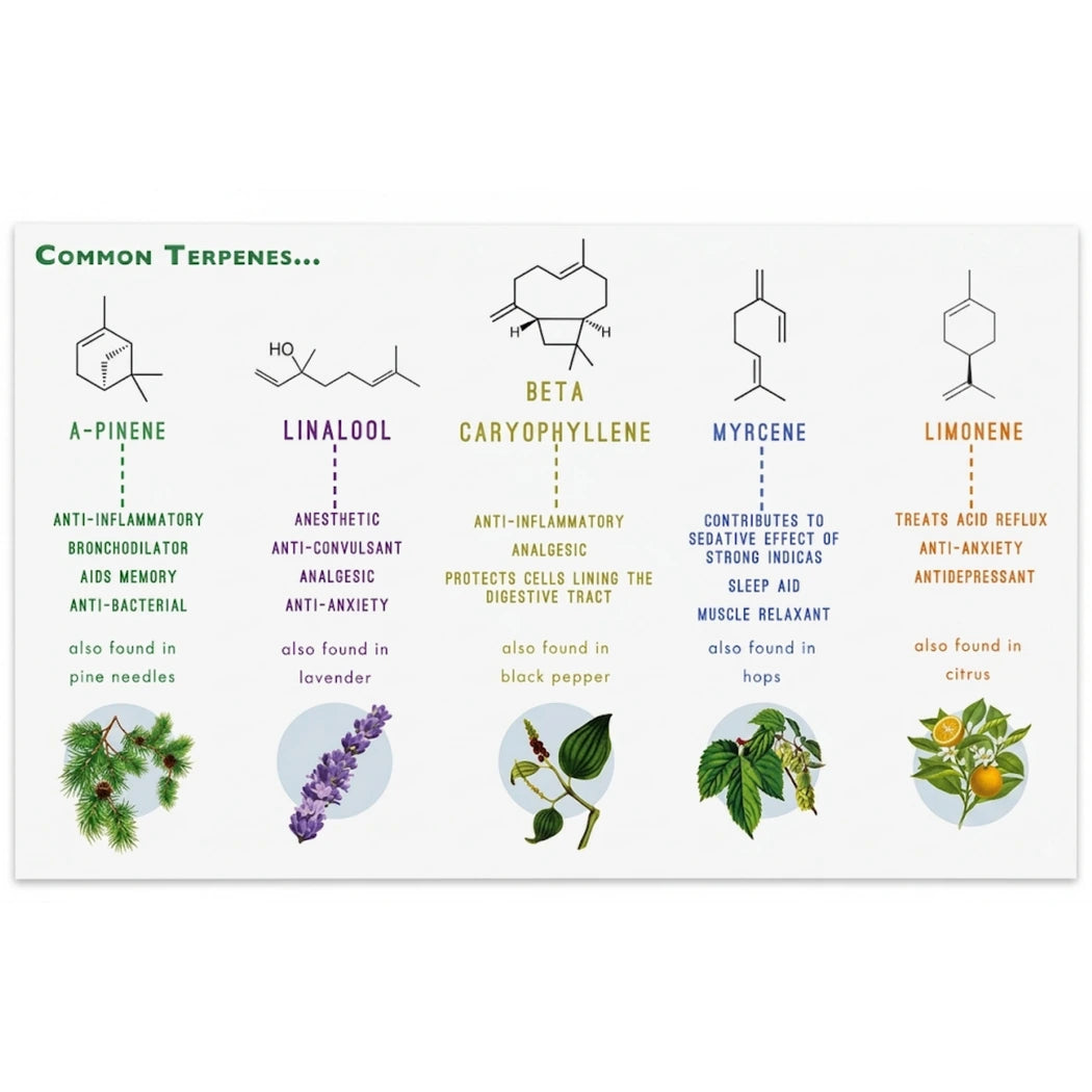Key To Life Silver Bullet Common Terpenes