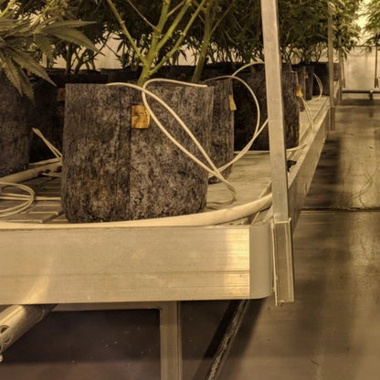 Root Pouch Pots  perfect for indoor growing
