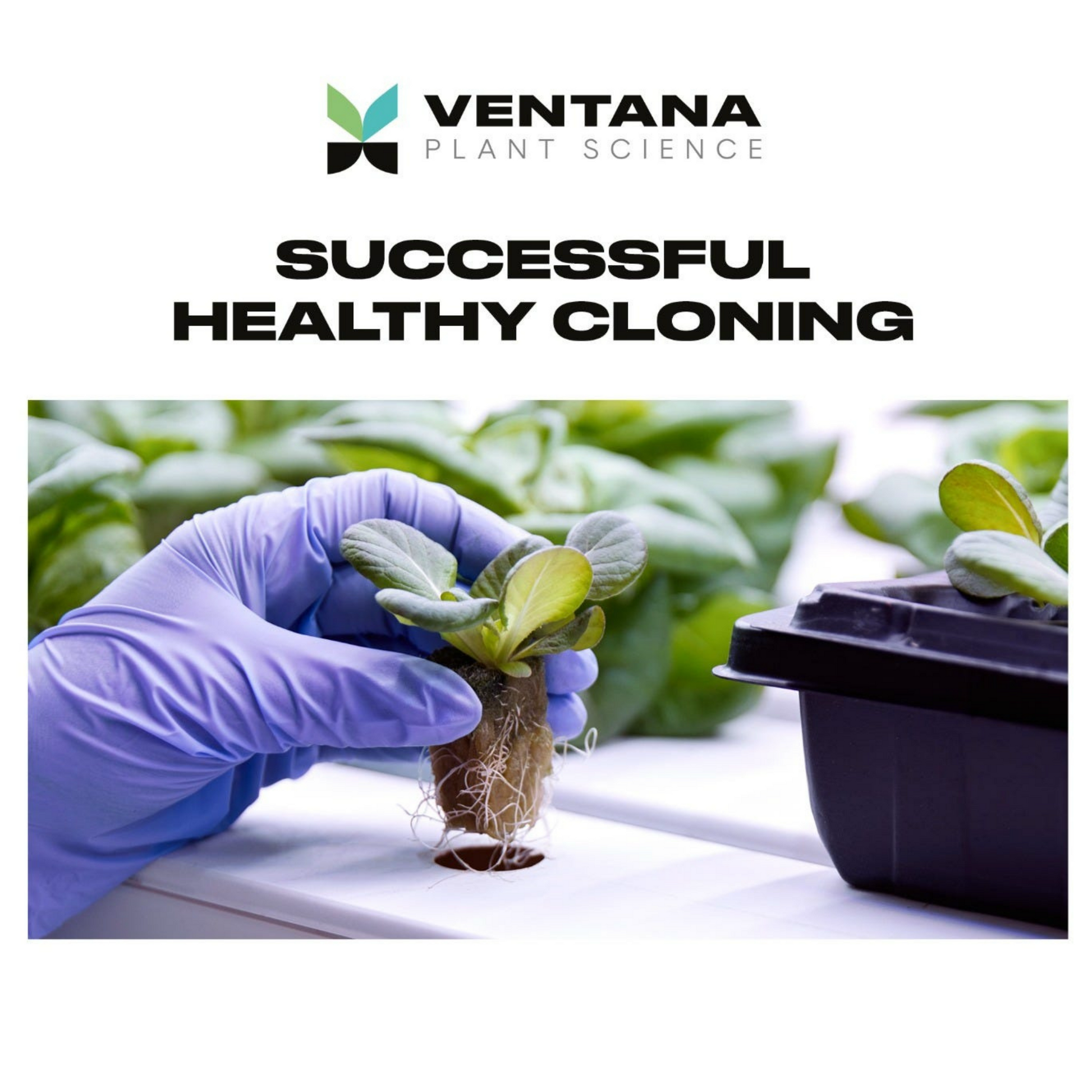 Ventana Plant Science Cloning Gel helthy cloning