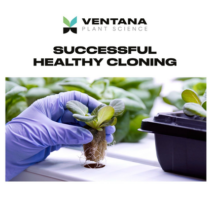 Ventana Plant Science Cloning Gel helthy cloning