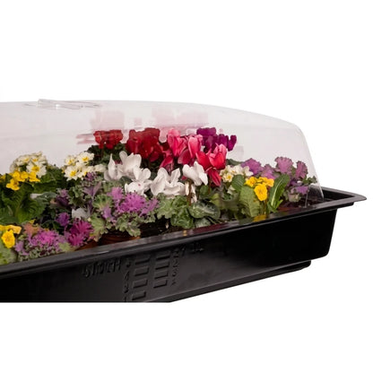 Active Aqua Humidome fitted on a black propagation tray full of young plants
