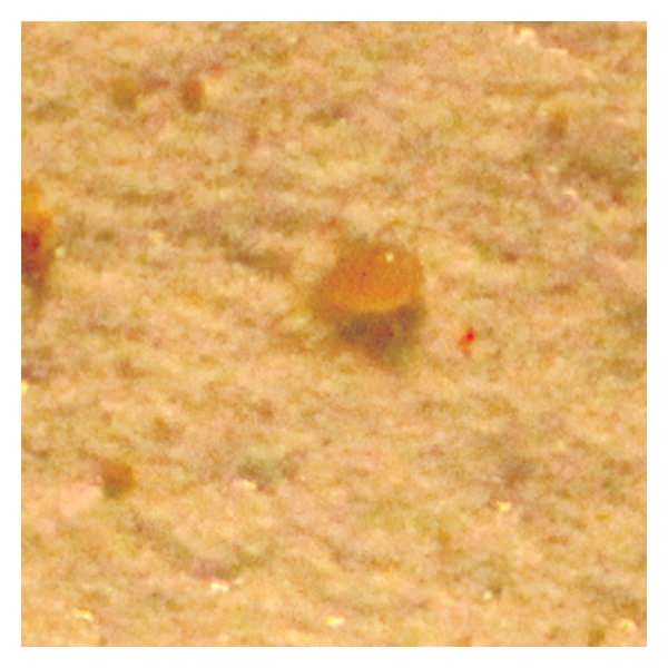 Amblyseius andersoni Mite Predator