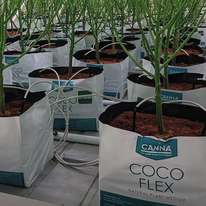 CANNA Coco Flex grow bags on drip irrigation in a commercial greenhouse