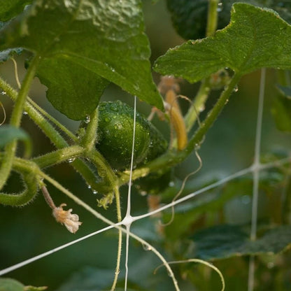 Plastic trellis netting supporting a cucumber vine in a greenhouse