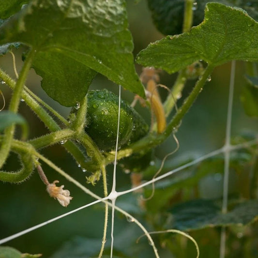 Plastic trellis netting supporting a cucumber vine in a greenhouse