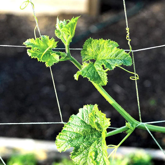Soft mesh nylon trellis netting supporting a cucumber vine