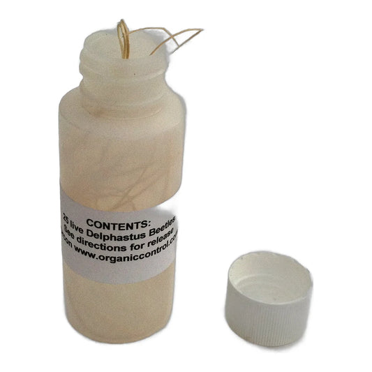 Delphastus pusillus mail-back container, pack of 5