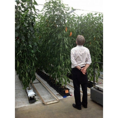 AutoPot - easy2grow in Greenhouse Chili Plant Test