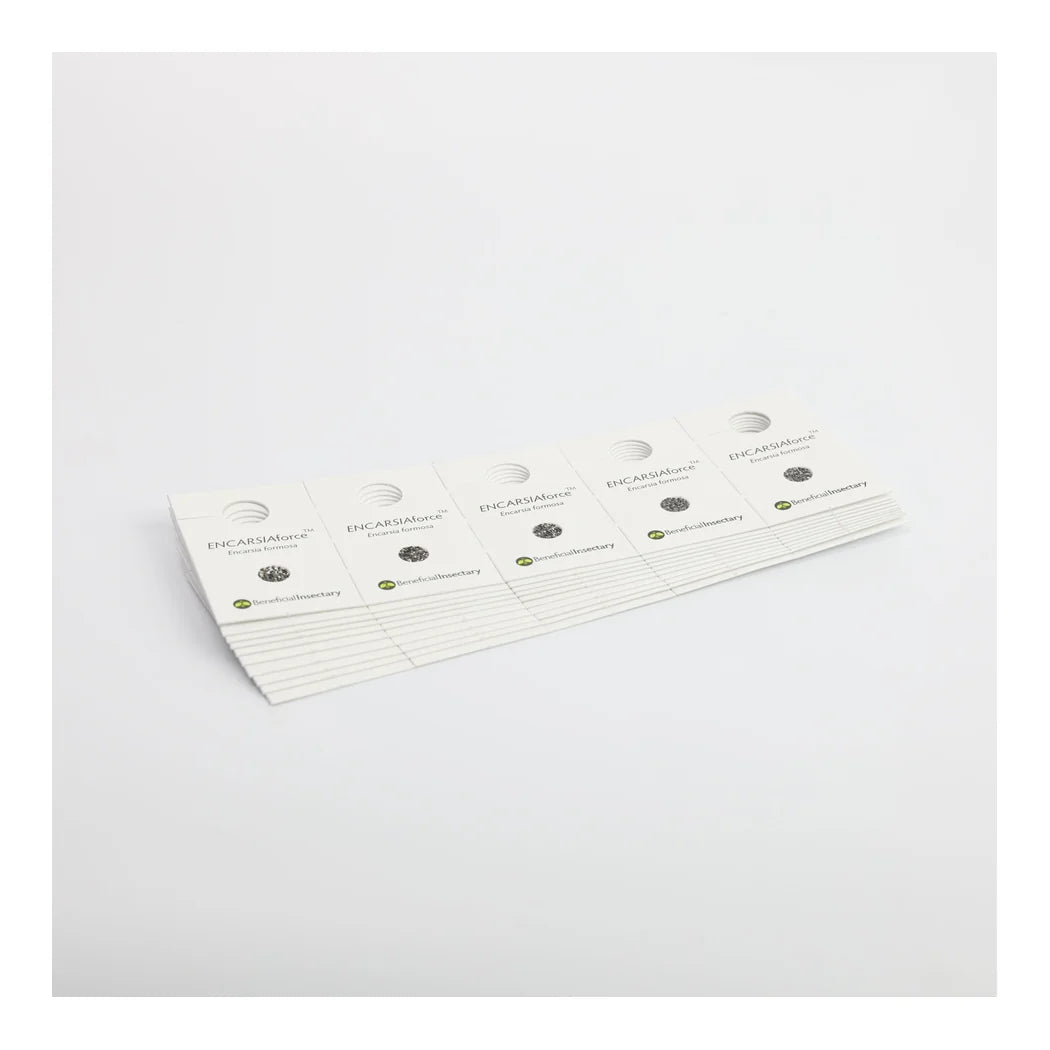 Encarsia formosa parasitised whitefly pupae on hanging cards, pack of 5 mail-back strips