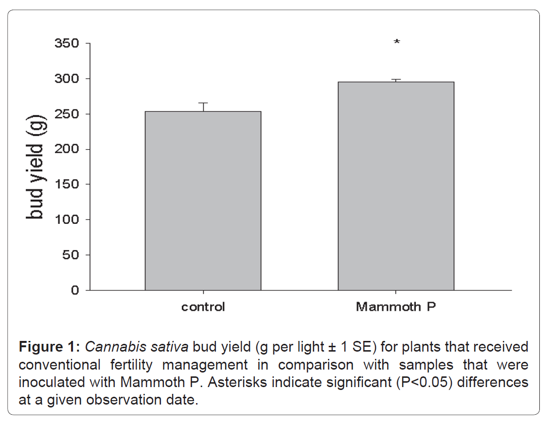 Bar graph comparing bud yield of Cannabis sativa between 'control' and 'Mammoth P' treatments.