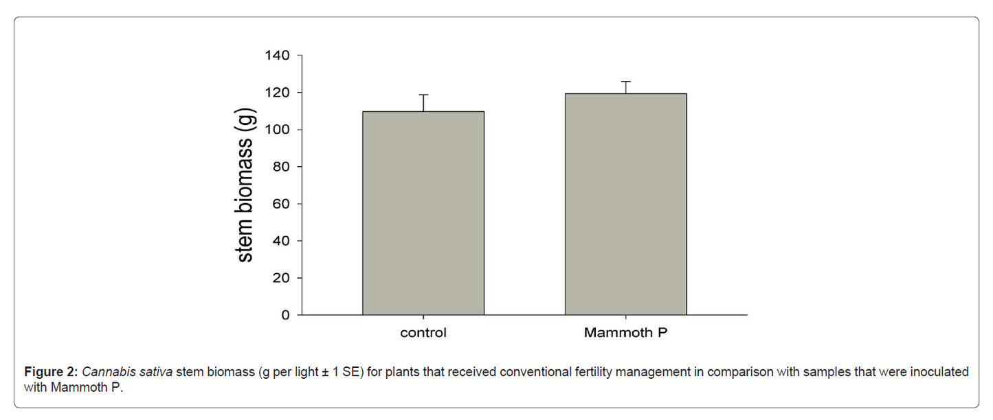 Bar graph comparing stem biomass of 'control' and 'Mammoth P' plants.