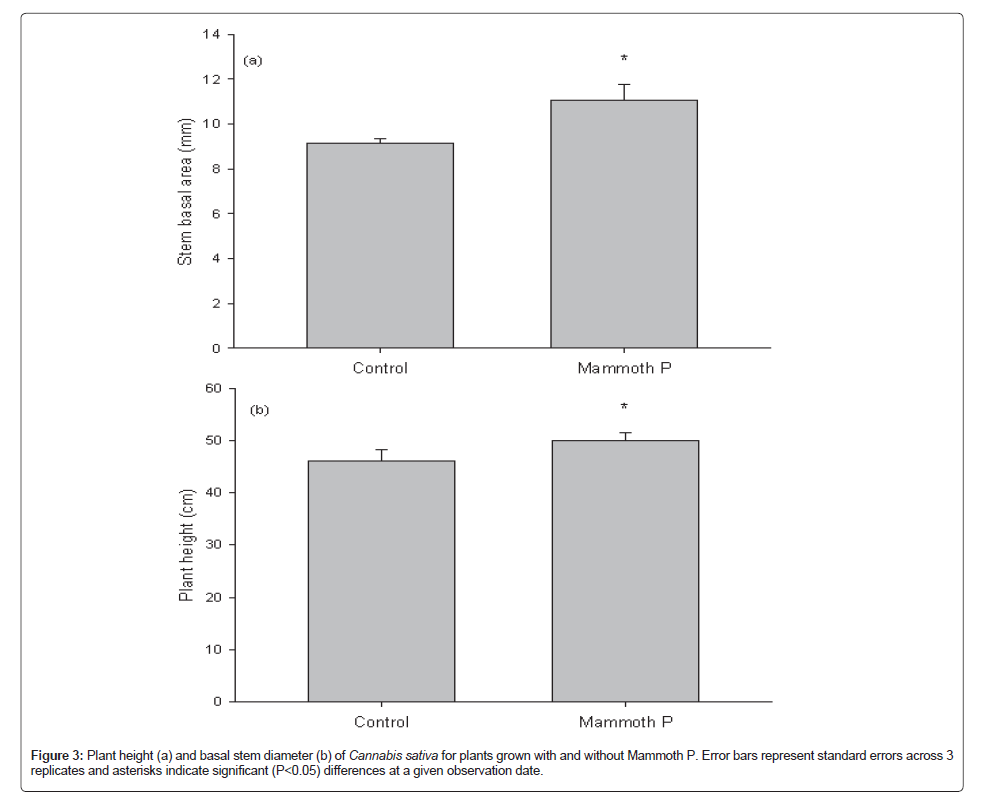 Bar graph comparing stem basal area and plant height of Cannabis plants with and without Mammoth P treatment.