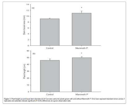 Bar graph comparing stem basal area and plant height of Cannabis plants with and without Mammoth P treatment.