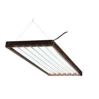 6 Bulb Fixture w/Bloom Bulbs 49â€x 5â€ x 21â€