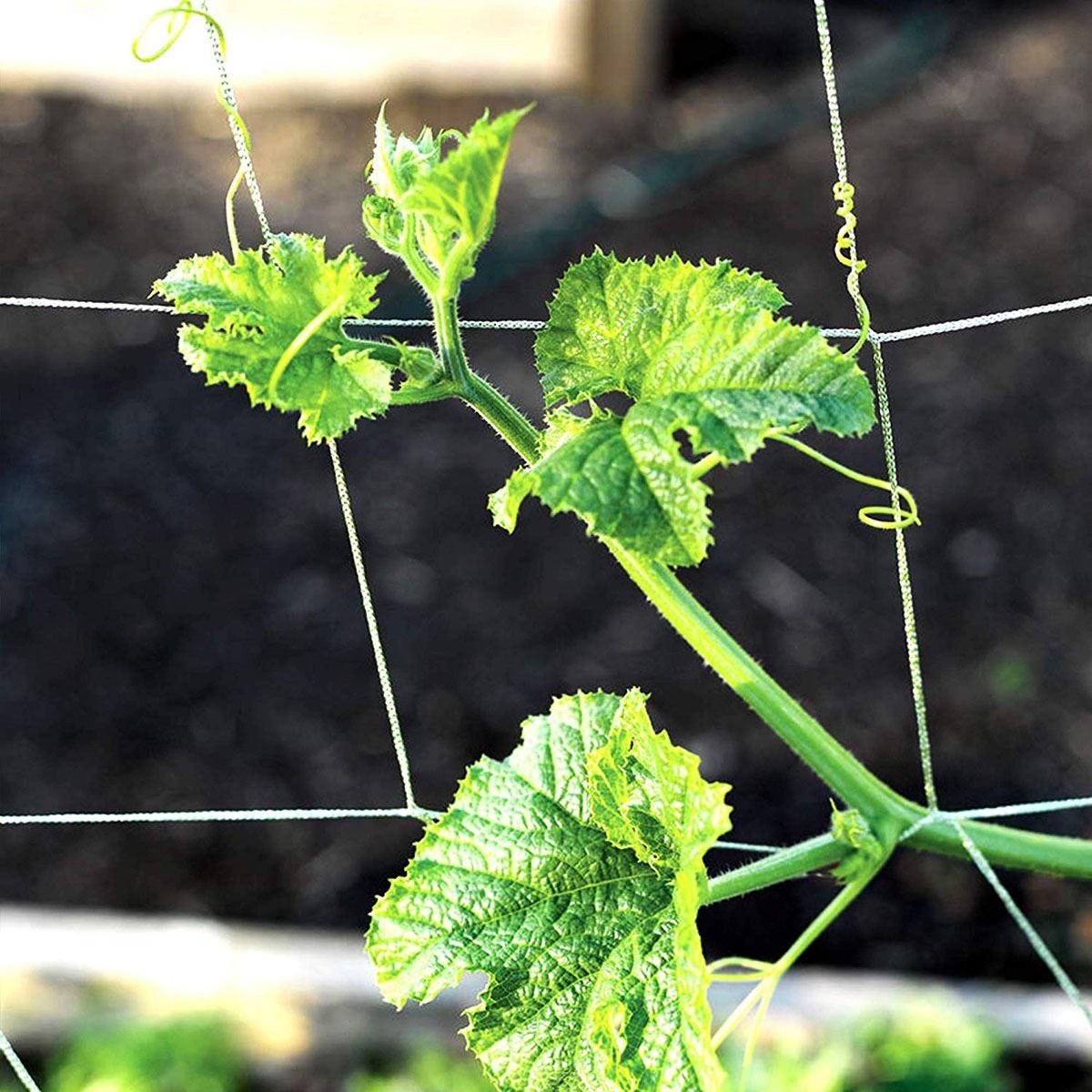 Soft Mesh Nylon Trellis Netting w/ 6 in Squares