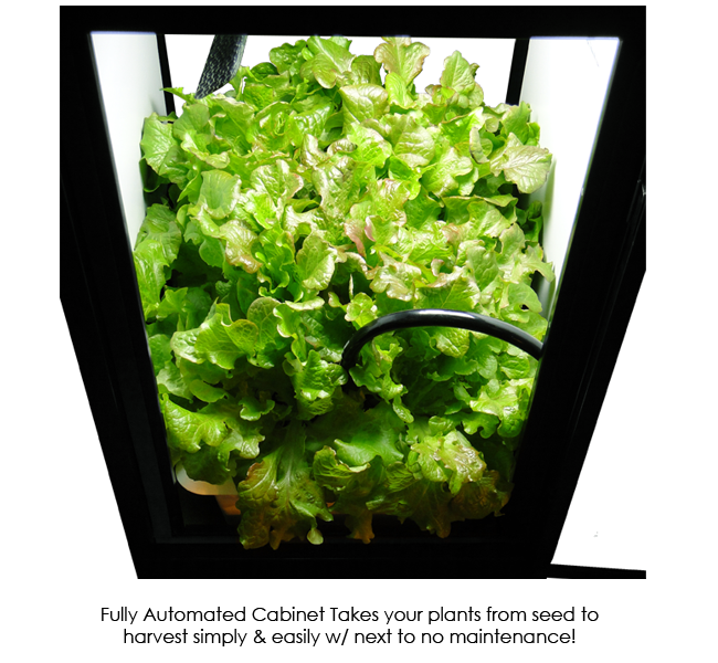 SuperBox â€“ Grow Closet