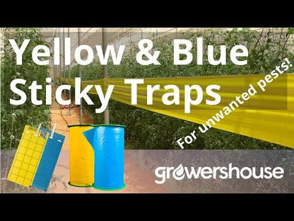 Common Culture Blue Sticky Glue Traps - 10cm x 25cm - 10 Pack (Euro. Standard)