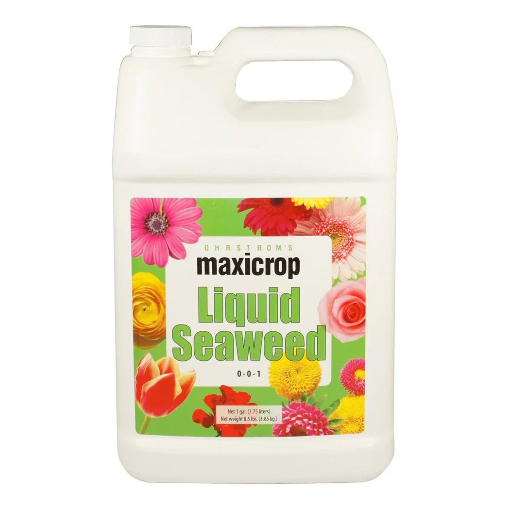 Maxicrop Liquid Seaweed 0-0-1 Norwegian kelp extract in a 1 gallon jug